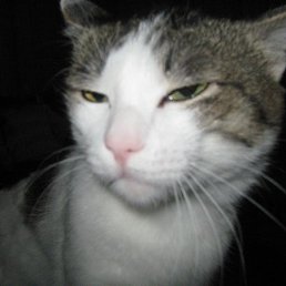 �����, ���������, 42 ����