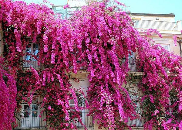))).Бугенвиллия — уход в домашних условияхПредставляет собой Бугенвиллия растение, прибывшее в наш ... - 3