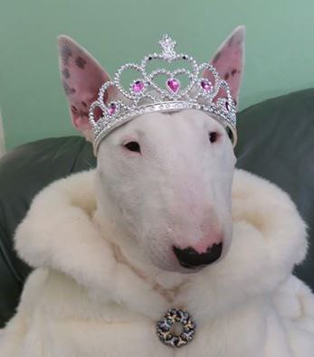 Если до сих пор нигде вы.Не встречали королевы,- Поглядите - вот она! Среди нас живет она