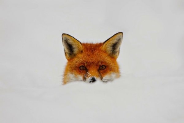 ���� �������� ���. ����������� ������! - 6