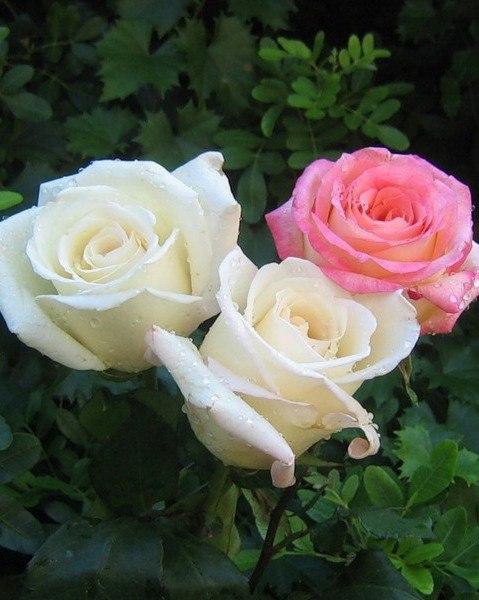 В мире чувств — как в букете цветов… всегда есть один цветок, который в твоих глазах отражается по ... - 5