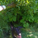 ���� ��������, ����������� - ��������� 1 ������� 2016 � ������ ���� ����������