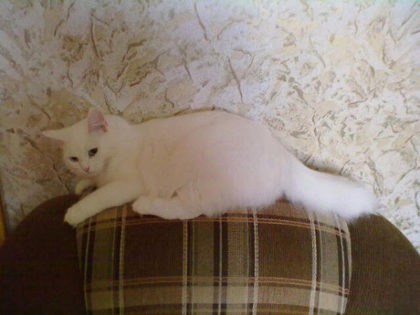#Безкота_добро.Моя красавица! Когда я поступила учиться в город (сама я из деревни), я жила на ... - 3