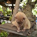 ���� ����, ����, 50 ��� - ��������� 23 ������ 2016 � ������ �indonesia�