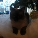 ���� �������, ������, 54 ���� - ��������� 31 ������� 2016 � ������ ���� ����������