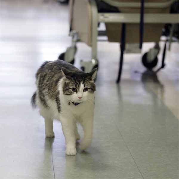 САМЫЕ ЗНАМЕНИТЫЕ КОШКИ.Многие воспринимают кошек, как домашних ласковых животных, от которых мало ... - 15