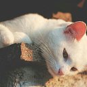 ���� ������, ������, 44 ���� - ��������� 24 ������ 2016 � ������ ������ ��������