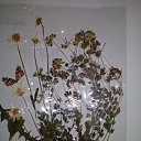 ���� ������, �����, 60 ��� - ��������� 17 ������� 2016 � ������ ���� ����������