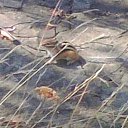 ���� �������, �����������-��-����� - ��������� 8 ������ 2016 � ������ ���� ����������