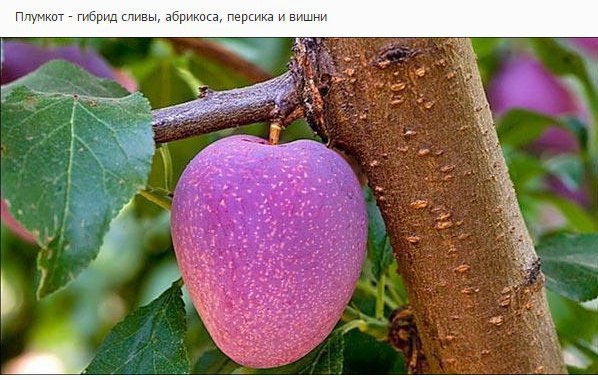 Необычные гибриды обычных фруктов + = ? Хотели бы попробовать? А может, уже ели такие? #креатив@bon - 9