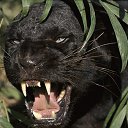 ���� ����, ������, 56 ��� - ��������� 10 ������� 2016 � ������ ���� ����������