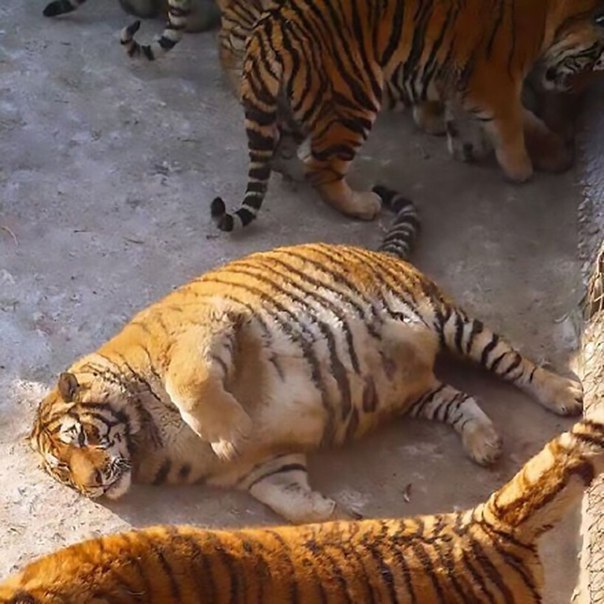       . ,     .