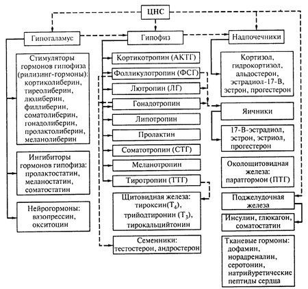 Сдать Фолликулостимулирующий гормон (ФСГ) в Самаре и Тольятти — Лаборатория Скайлаб