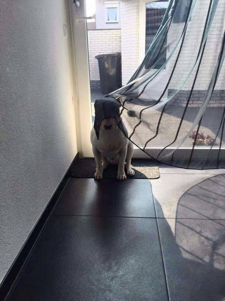 Английский бультерьер. - 13 ноября 2016 в 18:55