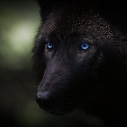 Black Wolf, ������