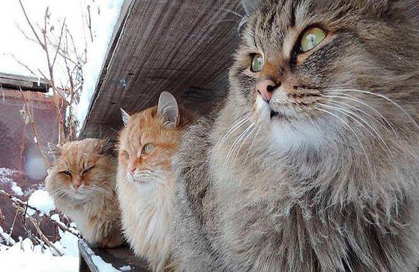 СУРОВАЯ СИБИРСКАЯ БРАТВА - это вам не лысыe египетские кошки..)))...........
