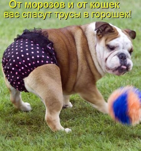 ))).Про трусыМихась СычукСолнце светит в небесах, Дуб распух от почек. Я приду к тебе в трусах ...