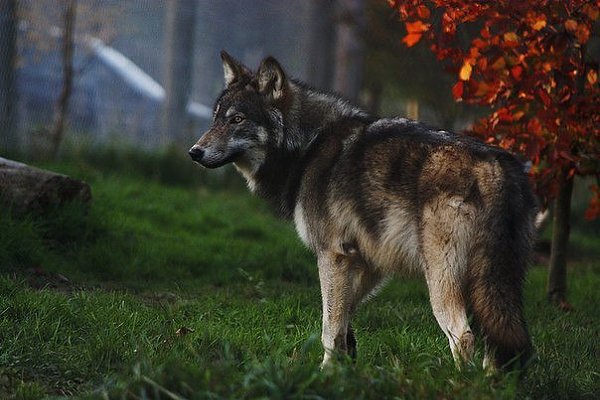 Я буду падать, падать, и падать... Но когда я встану — упадут все.
