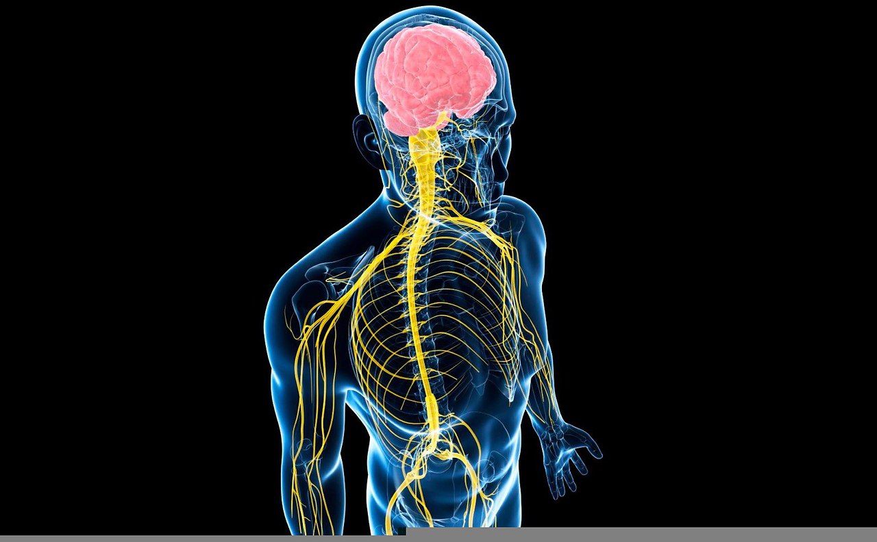 Физиология организма. Физиология нервной системы Сеченов. Организм человека нервная система. Нервная системачеловнка. Центральная нервная система.