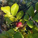 ���� Nelli, ������ - ��������� 23 ������� 2016 � ������ ������ ��������