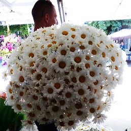 ����, ������������, 51 ���