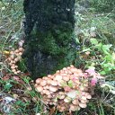 ���� ������, ���������, 47 ��� - ��������� 29 �������� 2016 � ������ ���� ����������