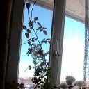  , -, 54  -  10  2016    ۻ