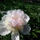 ���� ��������, ������ ��������, 61 ��� - ��������� 8 ������� 2016 � ������ ���������� ������