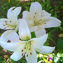 ���� �����, ������ - ��������� 25 ������� 2017 � ������ ���� ������