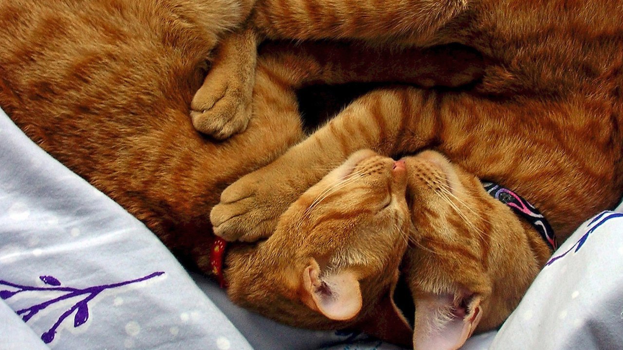   ))         ))  ! )) - 7