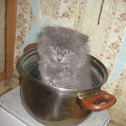 �� �, ������