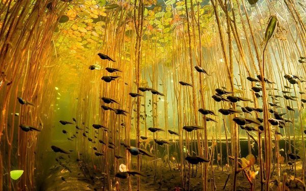 10 фотографий без фотошопа, где реальность граничит с иллюзией. - 10