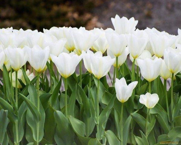 « Я просто нить, связывающая букет. Не я придумал цветы, их форму, цвет и запах. Моя единственная ... - 2