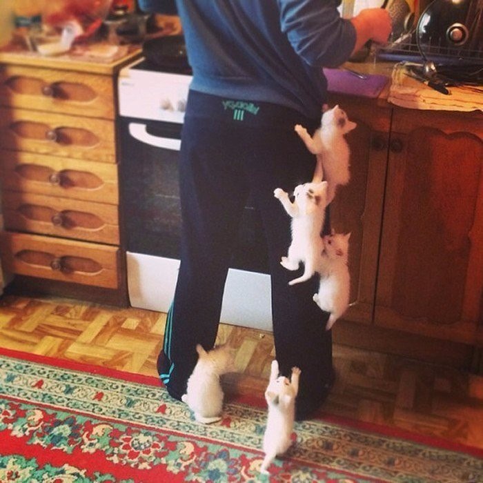 ������ ������� ������������ � ������� �����������.