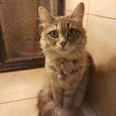 ���� Fadlalla.amar, ����, 37 ��� - ��������� 16 ������� 2017 � ������ ��������