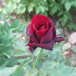 ���� �����, �����������, 72 ���� - ��������� 19 ������� 2017