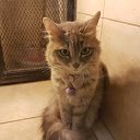 ���� Fadlalla.amar, ����, 37 ��� - ��������� 16 ������� 2017 � ������ ��������