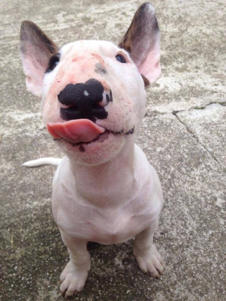 Английский бультерьер. - 4 октября 2016 в 16:28