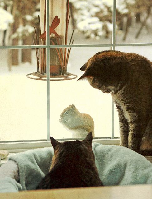 CATS OF ALL - 3 ������� 2016 � 21:29