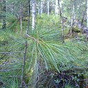 ���� ������, �����, 40 ��� - ��������� 13 ������ 2016 � ������ ���� ����������