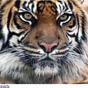 ���� ������, �������, 51 ��� - ��������� 9 ����� 2017 � ������ ���� ����������