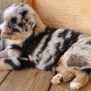  Kudret,  -  12  2017    