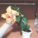 ���� ���������, �������, 42 ���� - ��������� 16 ������ 2017 � ������ ������ ��������