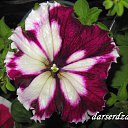 ���� ������, �������-��������� - ��������� 10 ������� 2017 � ������ ����� �����..�