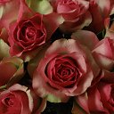 ���� �������, ������ - ��������� 11 ������� 2016 � ������ ������ ��������