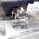 ���� ������, ������ �����, 43 ���� - ��������� 1 ������ 2017 � ������ ���� ����������