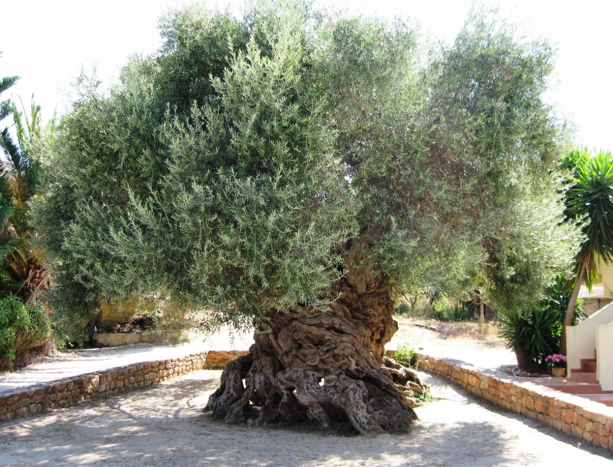 деревья в греции