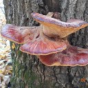 ���� ������, ���������, 65 ��� - ��������� 23 ����� 2017 � ������ �������