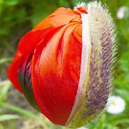 ���� - �� �������� �, ������, 39 ���