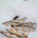 ���� �������, ������, 53 ���� - ��������� 13 ������ 2016 � ������ ���� ����������